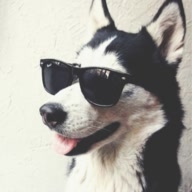 lbigdawg