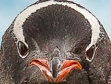 tjoefwig