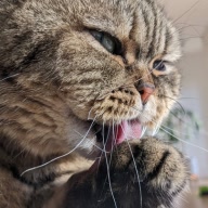 softpawfergal