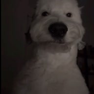rizingvvv