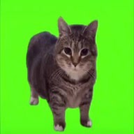 hyl