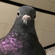 czystydawe