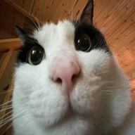jkitten