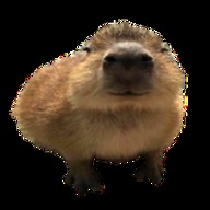 capy