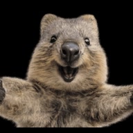 quokkastudio