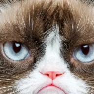 Leafy-panda CAT
