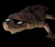 pixidev