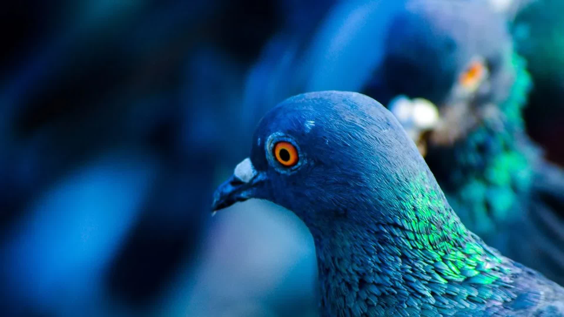 bluecontrorossoperme