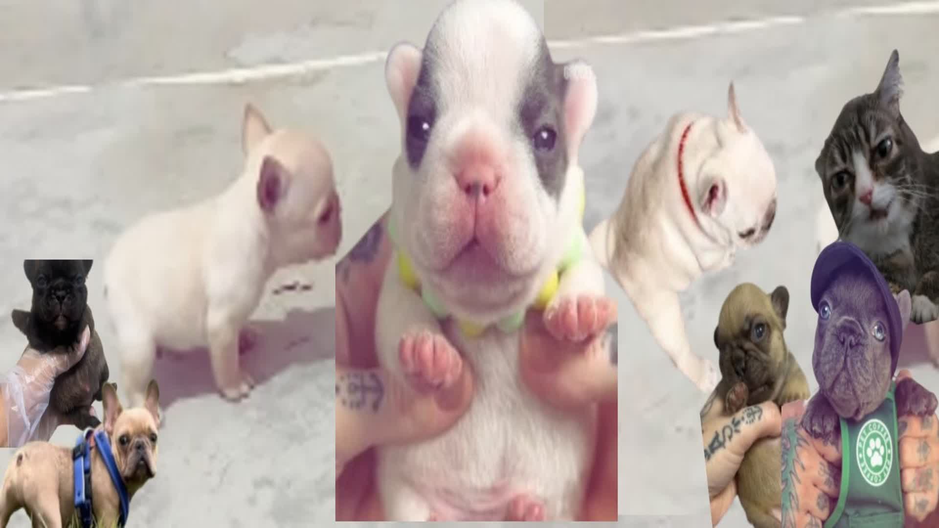 PIbble FFA
