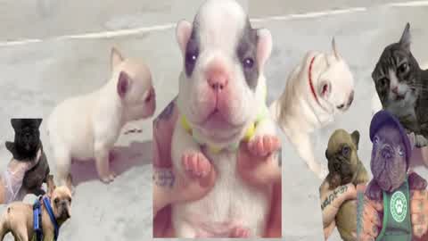 PIbble FFA