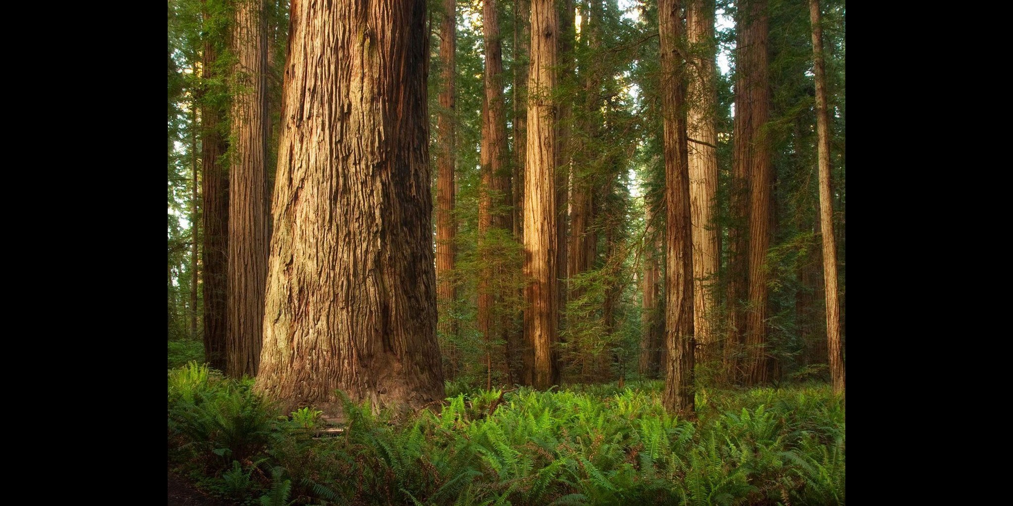 FPS RedWood Forest Sniper OneShot