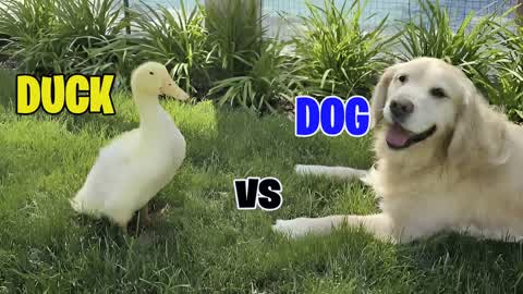 🦆 DUCK vs DOG 🐶