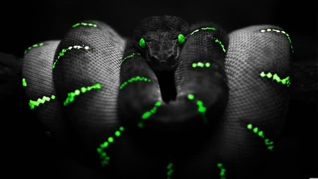 Capture 1 – SNAKE DEVOURER