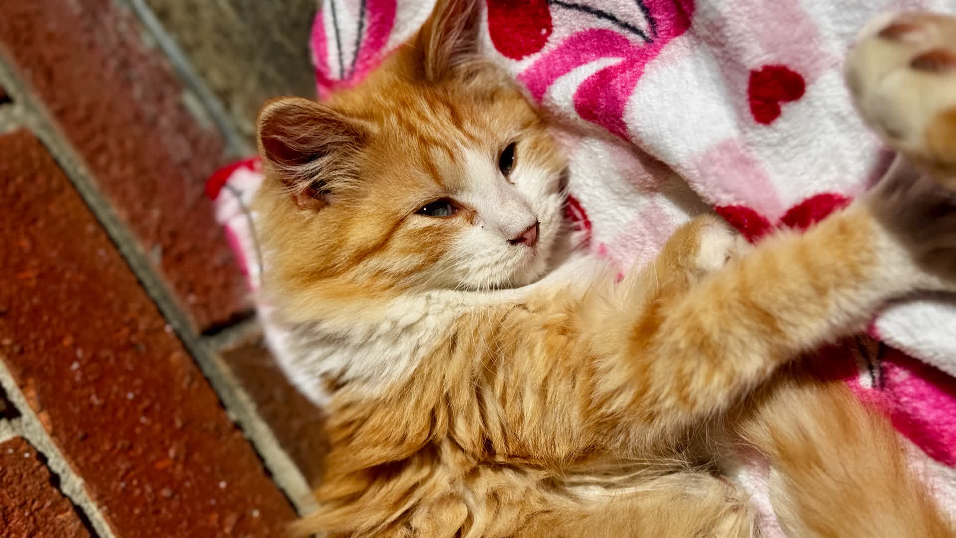 リプレイコントラスト