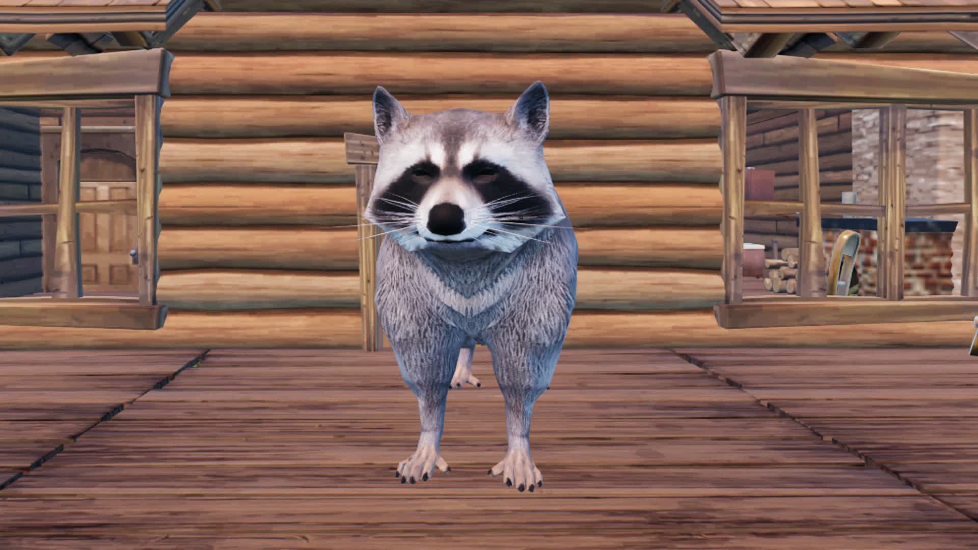 MEET NICE RACCOON