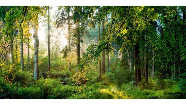 Capture 1 – Bosque