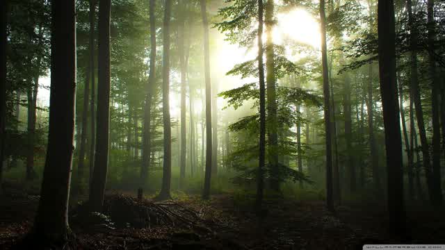 Forest Cabin Gun Game (FPS)