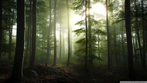 Forest Cabin Gun Game (FPS)