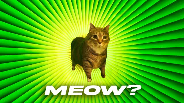 Capture 1 – MEOW? 🐱