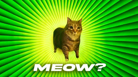 MEOW? 🐱