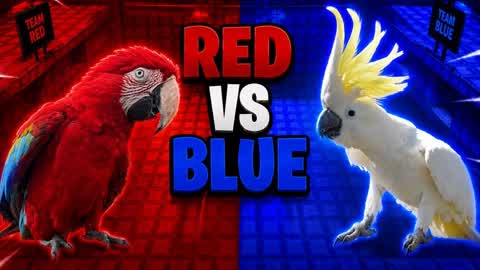 RED VS BLUE MACAW VS COCKATOO 🔴🔵