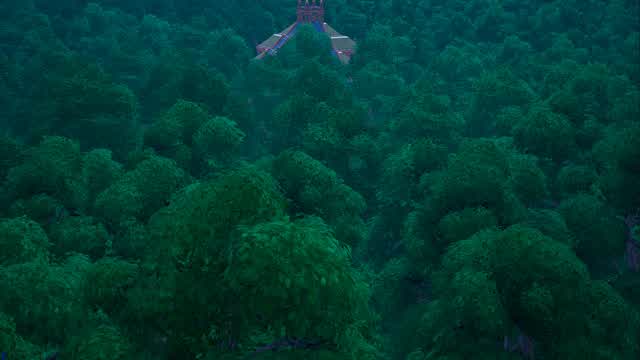Capture 1 – Hide in the Dark Forrest