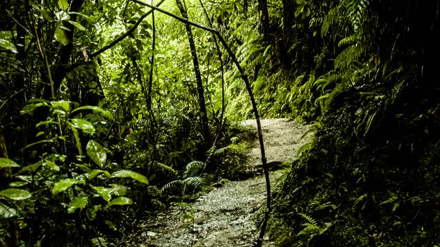 THE JUNGLE SOLAR