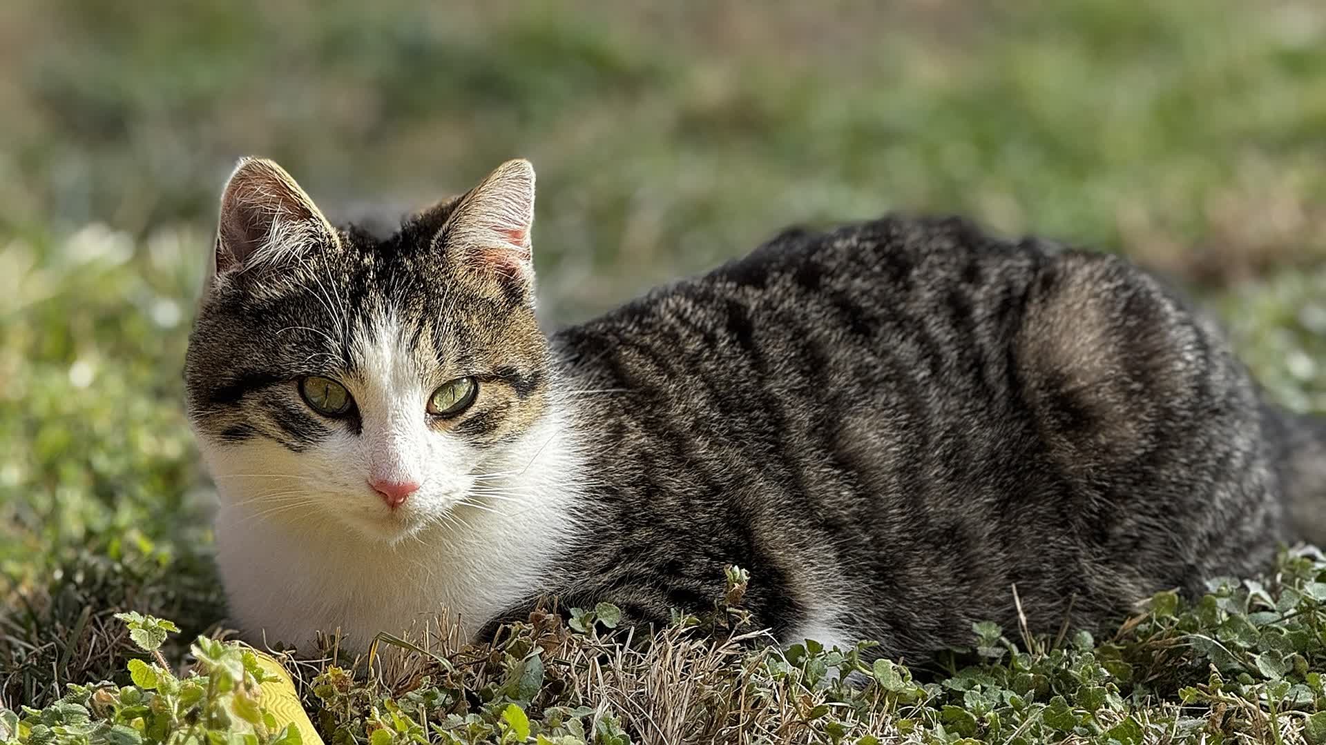 リプレイ レルムズ