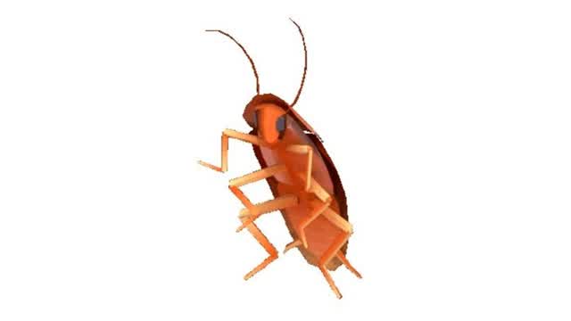 Just a Cockroach