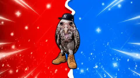 RED VS BLUE BIRD