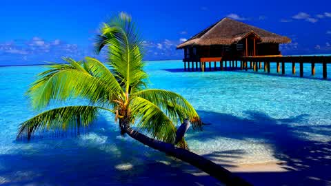 Tropical Zone Wars