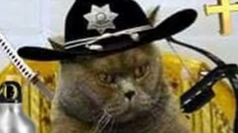 JOGOS VORAZES DO CAT