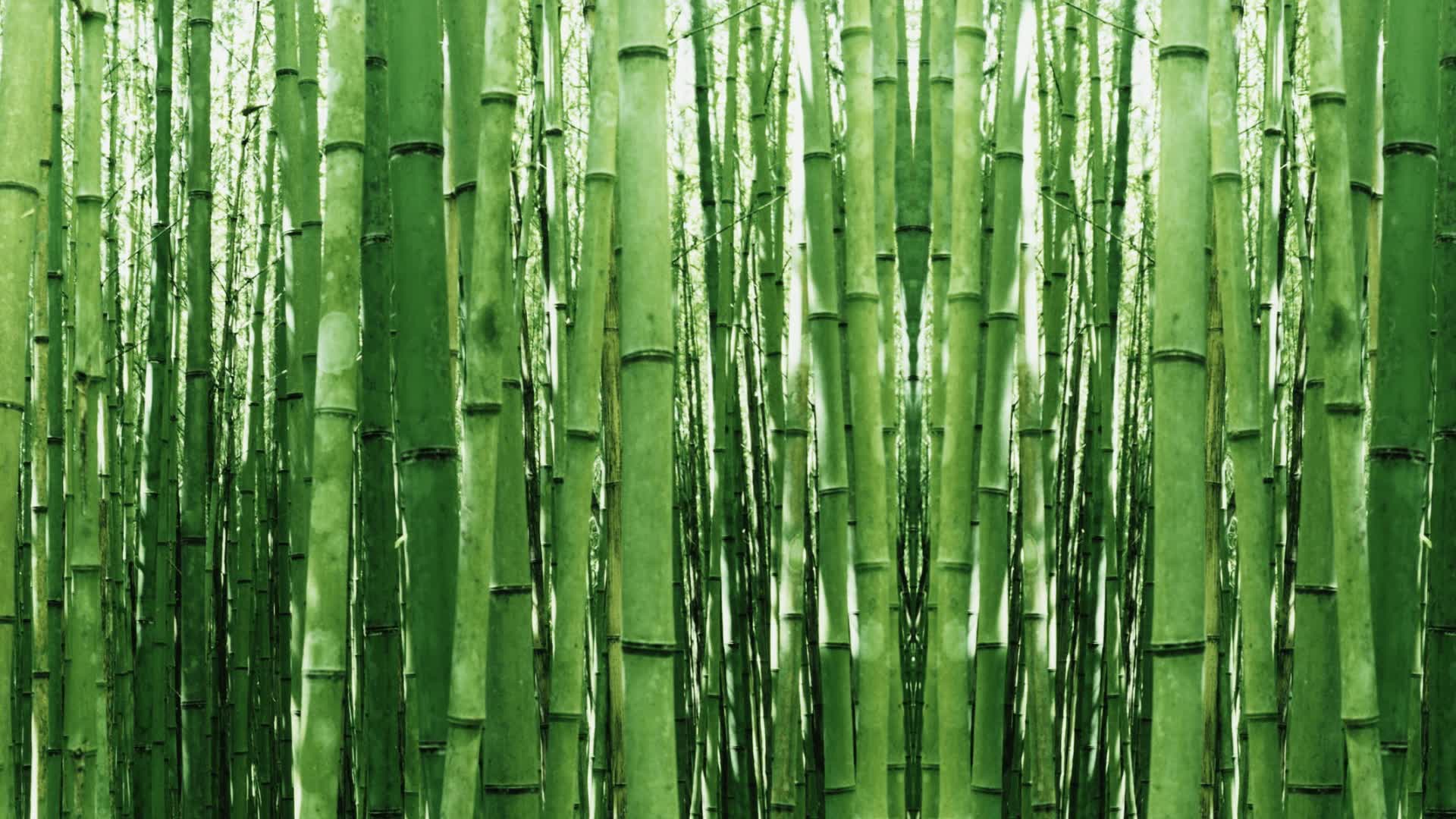 Bamboo Zombie