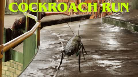 Cockroach Run