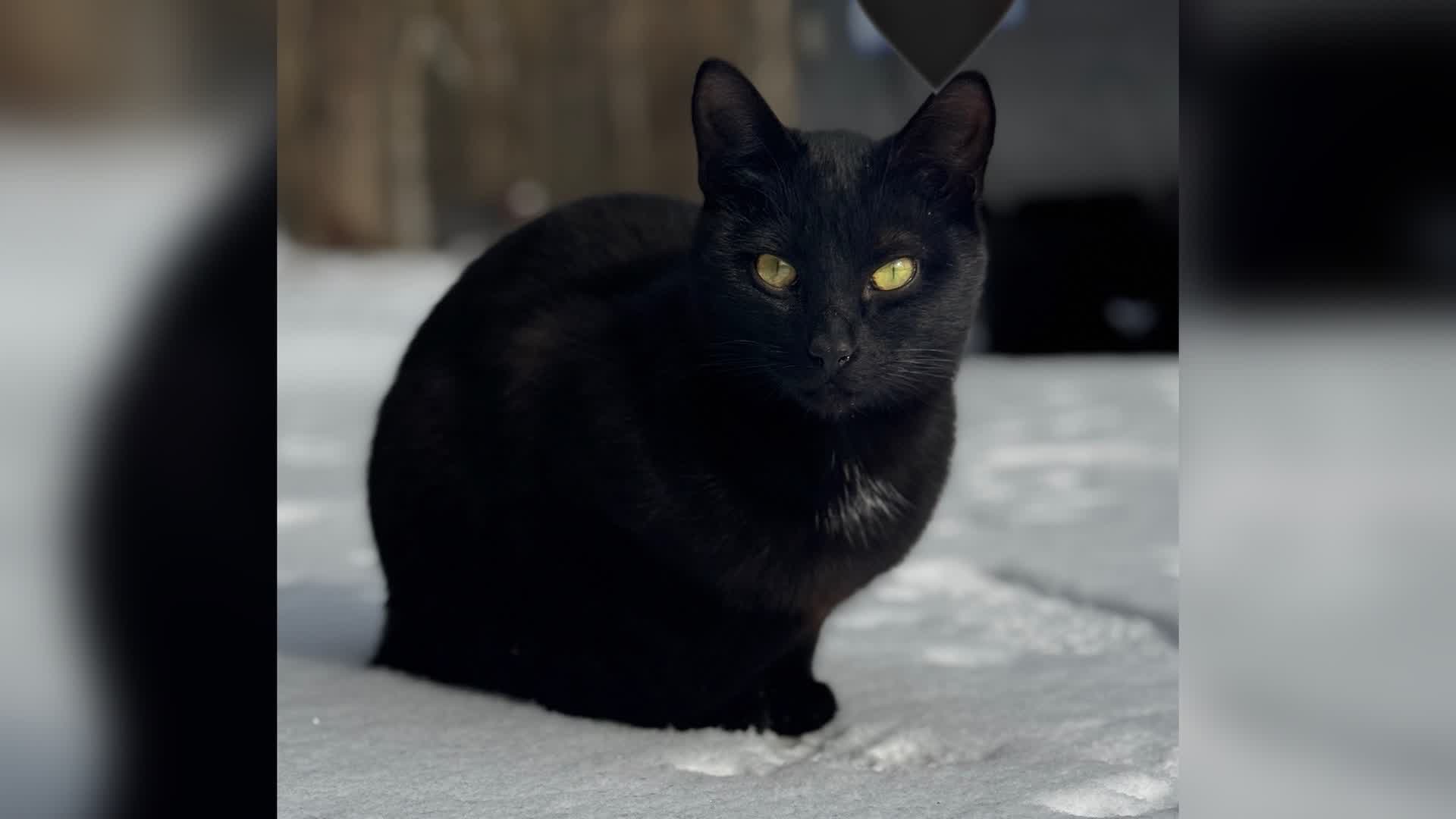 デュオリプレイ