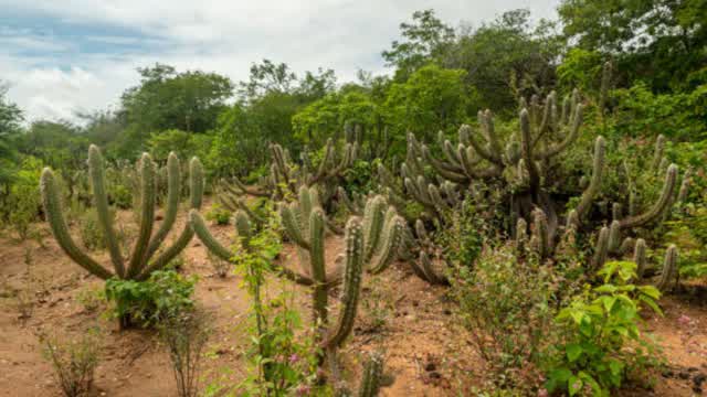 Caatinga