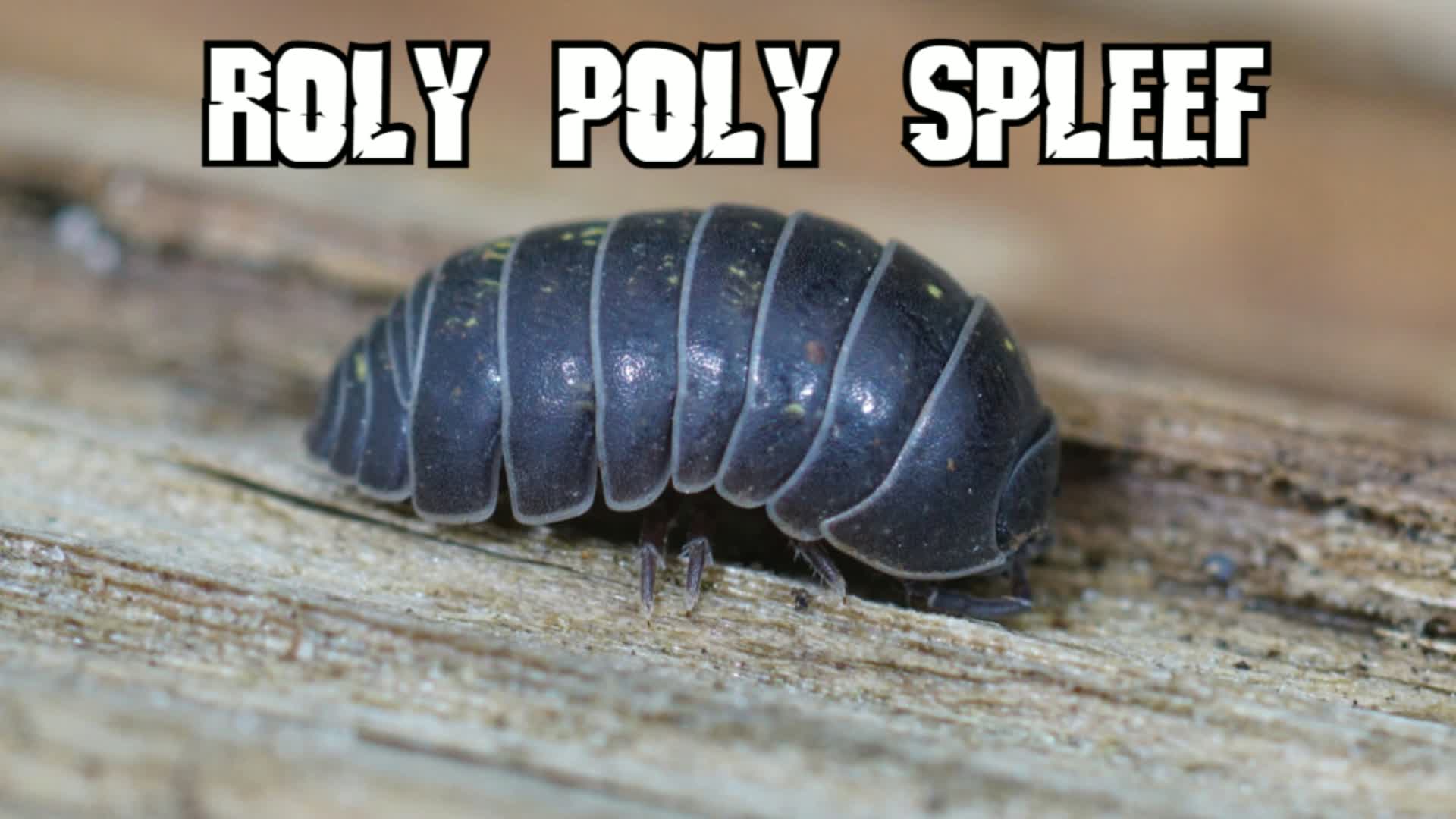 Roly Poly Spleef