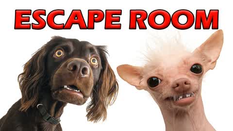 ❓ IQ TEST 🧠 SUPER DOGS ESCAPE ROOM 🔑