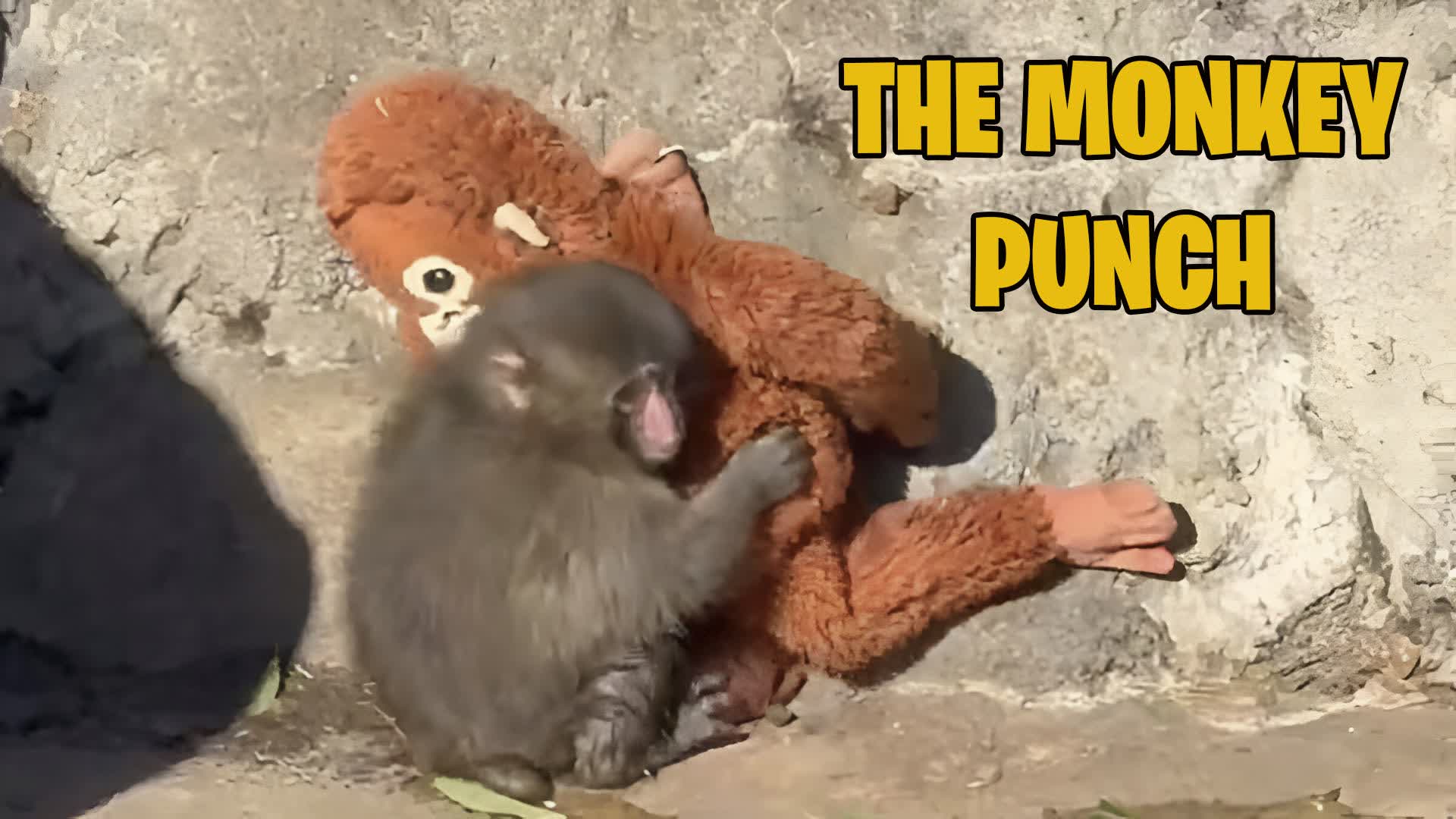 THE MONKEY PUNCHY 🙈 CRAZY FIGHT
