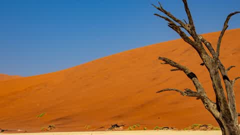 DESERT OF LAST