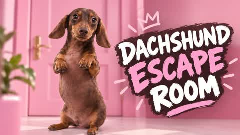🐾 Dachshund Escape Room