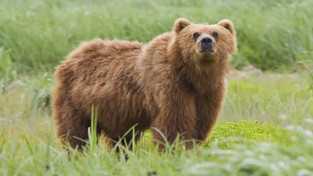 Bear Survival in 5 nights