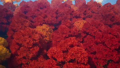 ✨Autumn Hangout✨