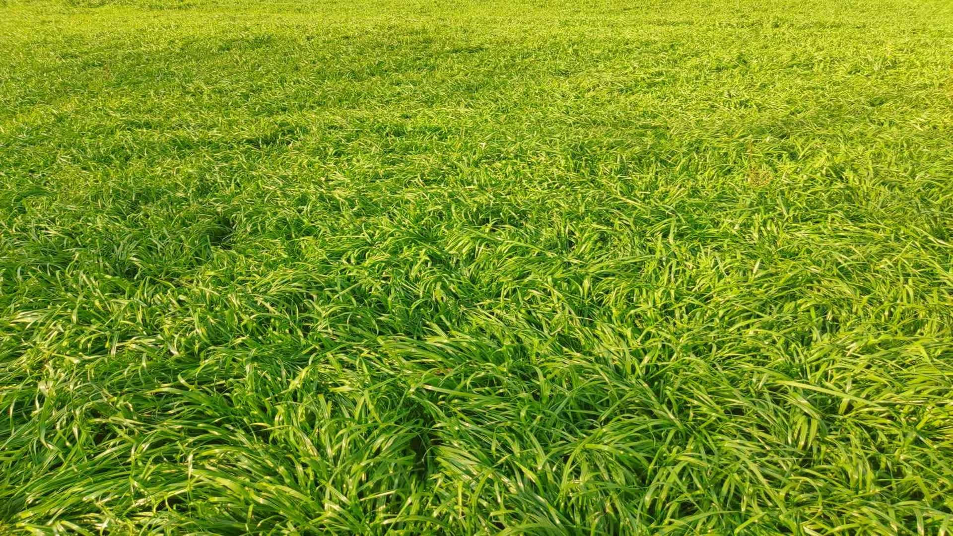 Touch Grass