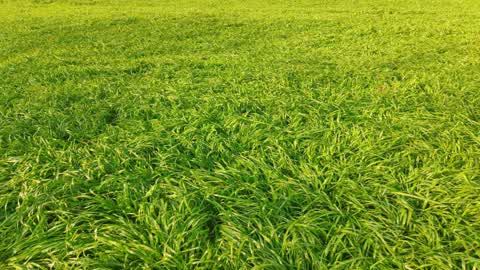 Touch Grass