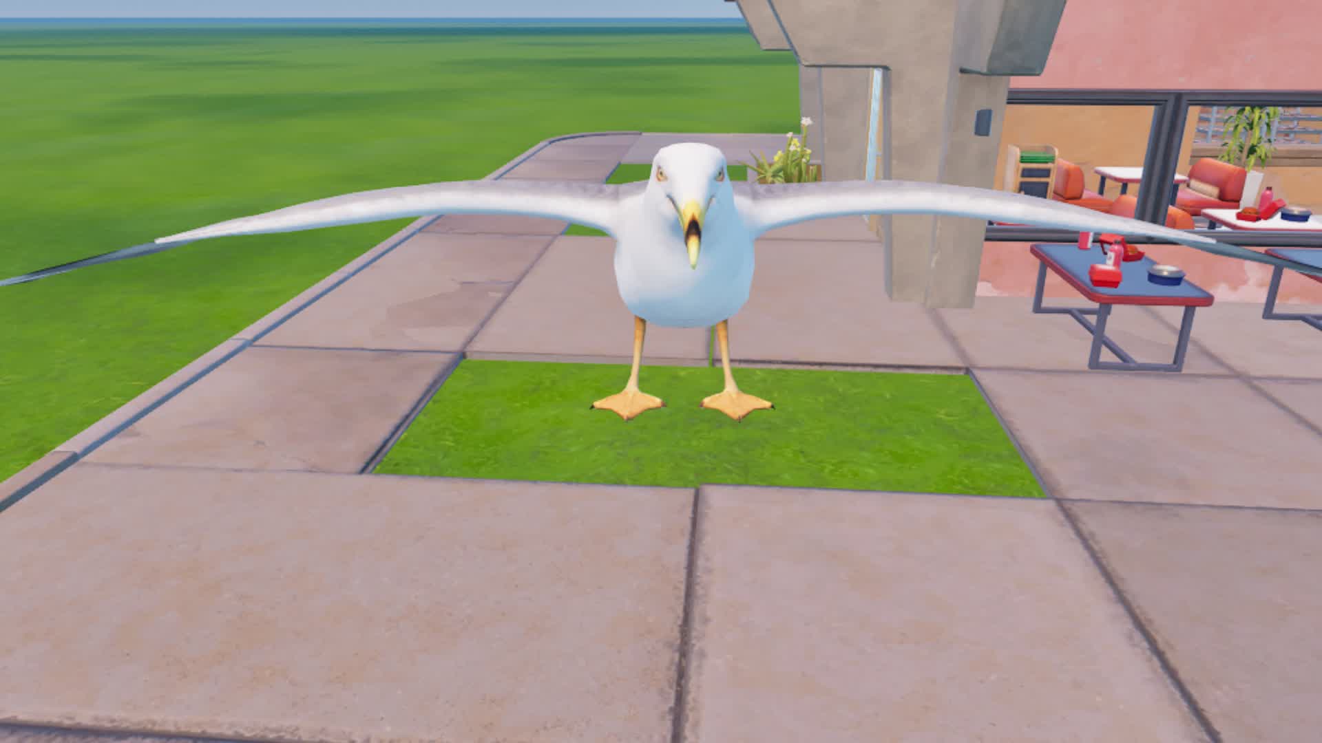 MEET NICE SEAGULL