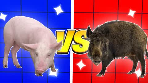 🔴🔵 PIG VS BOAR 🐷 RED VS BLUE