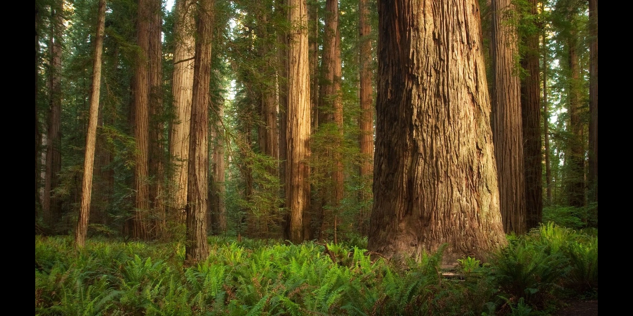 RedWood Forest Sniper OneShot
