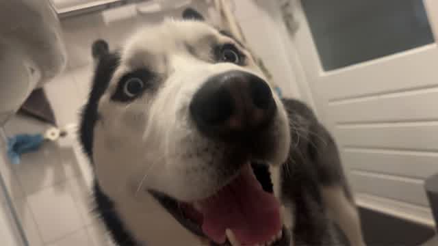 BOXED LIKE DAWG🐺📦