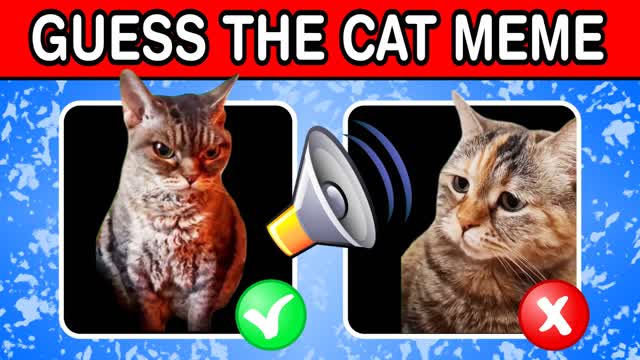 GUESS THE CAT MEME